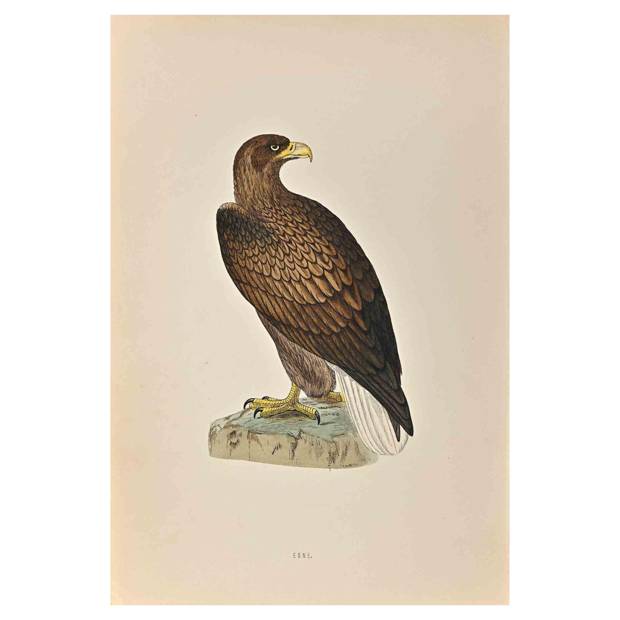 Erne es una obra de arte moderno realizada en 1870 por el artista británico Alexander Francis Lydon (1836-1917) . 

Grabado xilográfico, coloreado a mano, publicado por Londres, Bell & Sons, 1870.  Nombre del ave impreso en placa. Esta obra forma