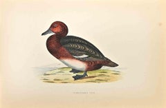 Ferruginous Duck – Holzschnitt von Alexander Francis Lydon  - 1870