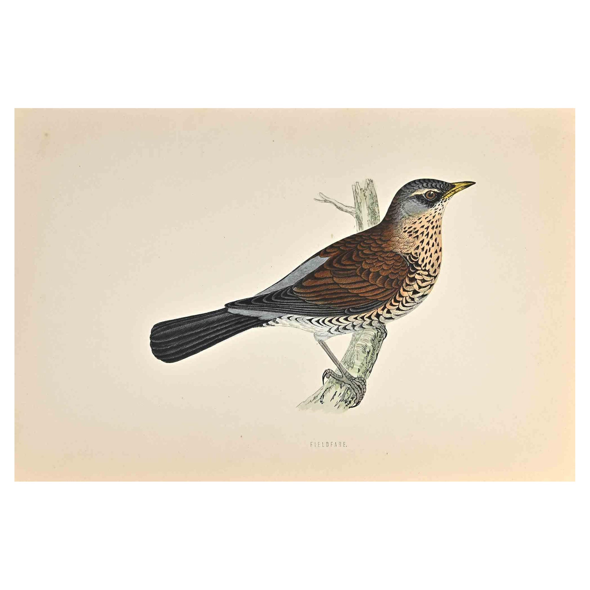 Fieldfare - Grabado xilográfico de Alexander Francis Lydon  - 1870