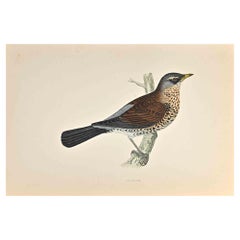Fieldfare - Stampa xilografica di Alexander Francis Lydon  - 1870