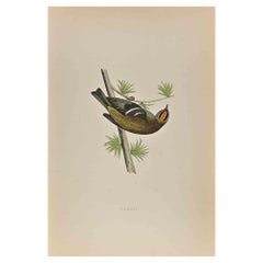 Firecrest - Woodcut Print by Alexander Francis Lydon  - 1870