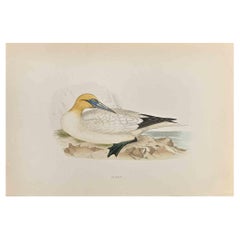Gannet - Stampa xilografica di Alexander Francis Lydon  - 1870