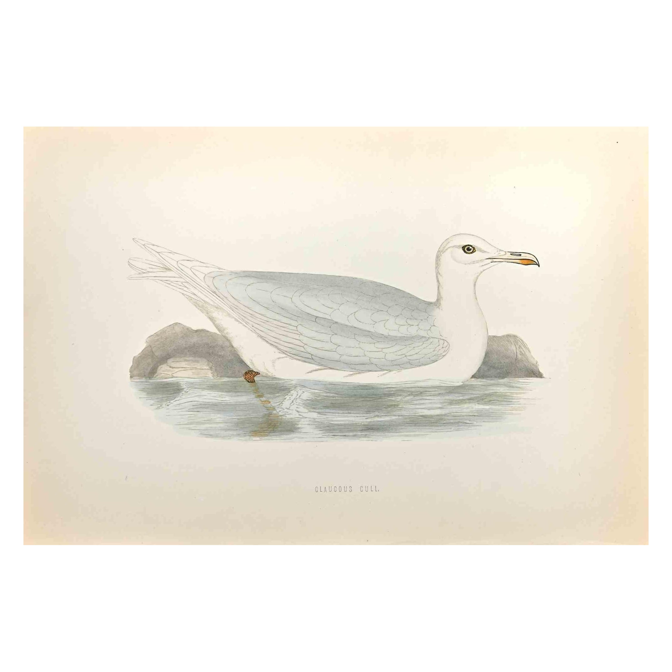 Glaucous Gull - Woodcut Print by Alexander Francis Lydon  - 1870