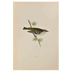 Goldcrest - Woodcut Print by Alexander Francis Lydon  - 1870