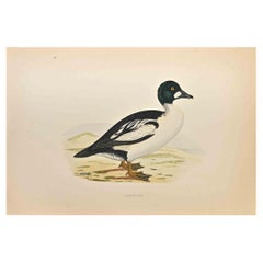 Golden Eye - Woodcut Print by Alexander Francis Lydon  - 1870