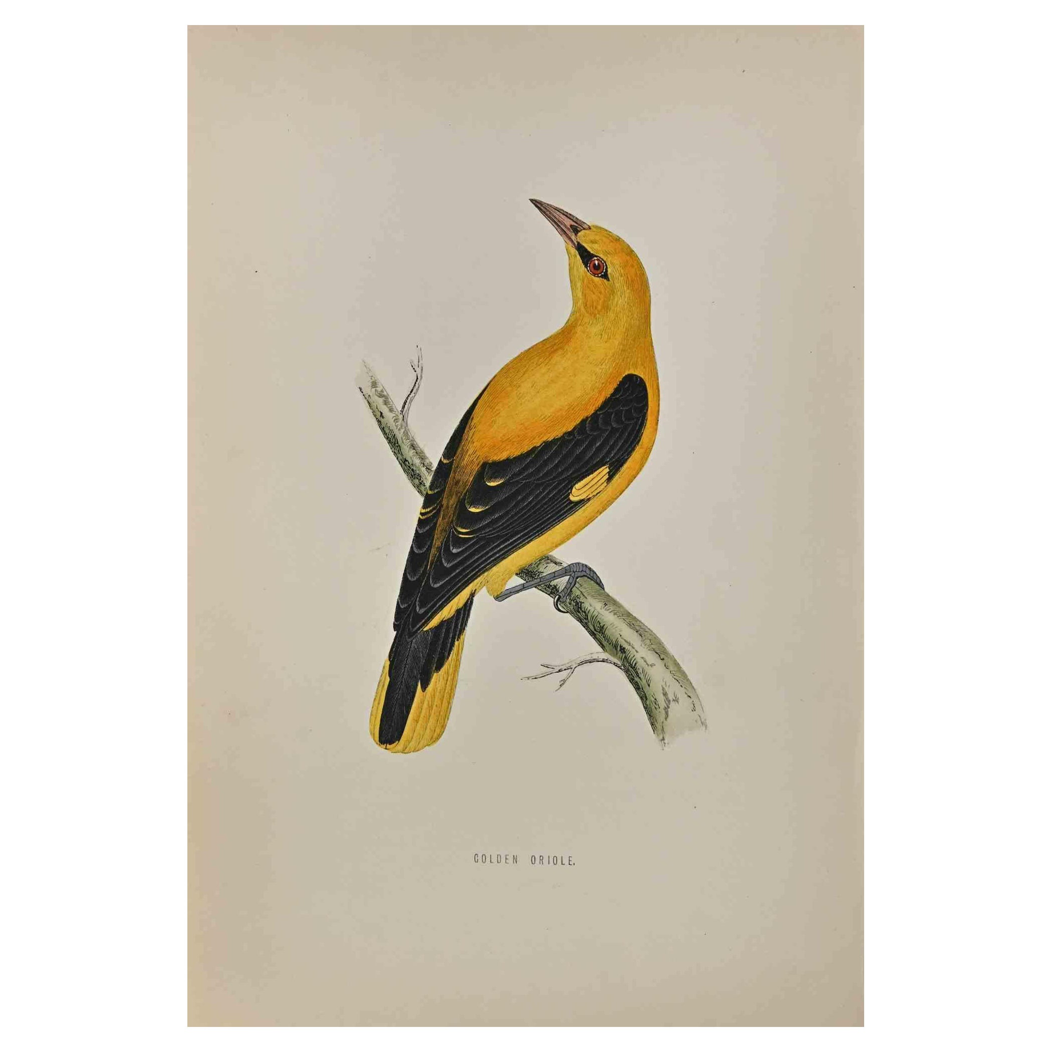 Golden Oriole est une œuvre d'art moderne réalisée en 1870 par l'artiste britannique Alexander Francis Lydon (1836-1917) . 

Gravure sur bois, colorée à la main, publiée par London, Bell & Sons, 1870.  Nom de l'oiseau imprimé dans la plaque. Cette