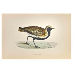 Chorlito dorado - Grabado xilográfico de Alexander Francis Lydon  - 1870