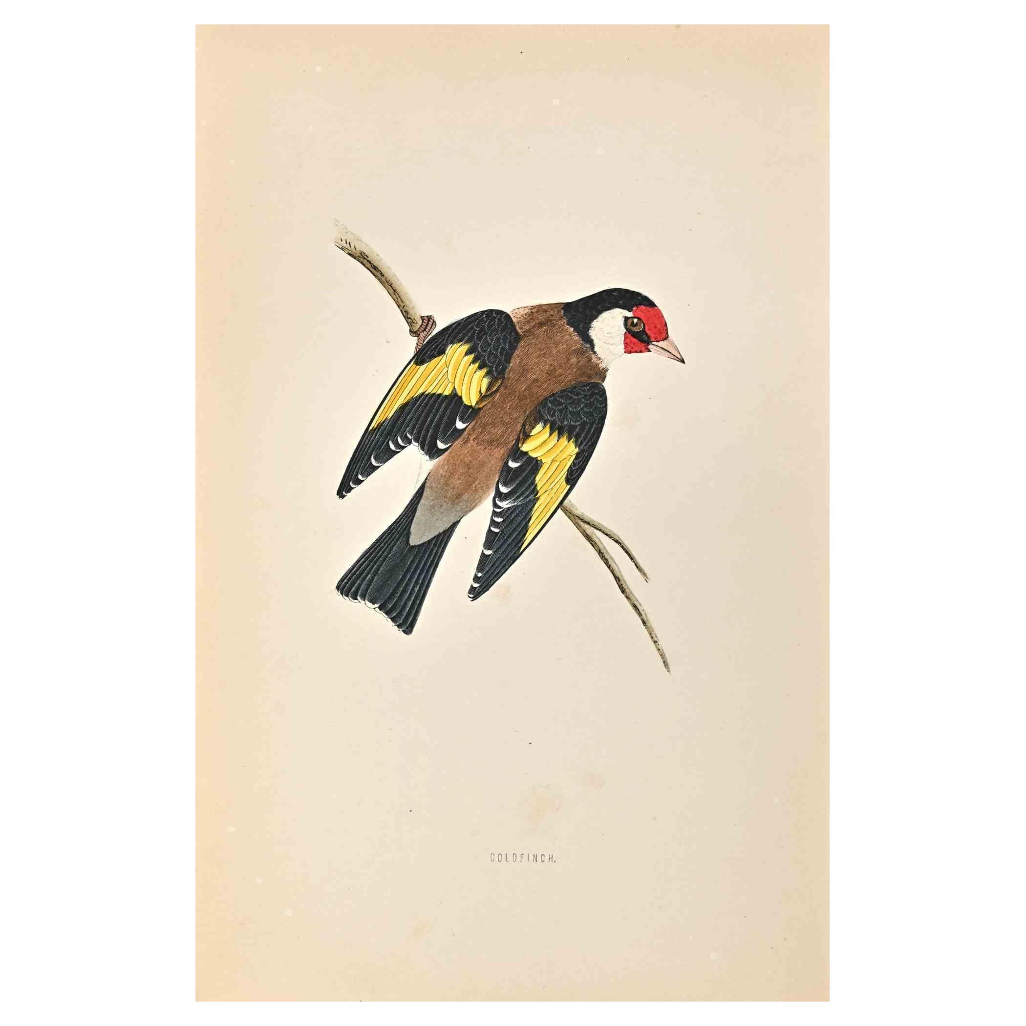 Goldfingh es una obra de arte moderno realizada en 1870 por el artista británico Alexander Francis Lydon (1836-1917) . 

Grabado xilográfico, coloreado a mano, publicado por Londres, Bell & Sons, 1870.  Nombre del ave impreso en placa. Esta obra