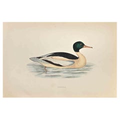 Goosander - Stampa xilografica di Alexander Francis Lydon  - 1870