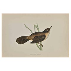 Great Sedge Warbler - Impression sur bois d'Alexander Francis Lydon  - 1870