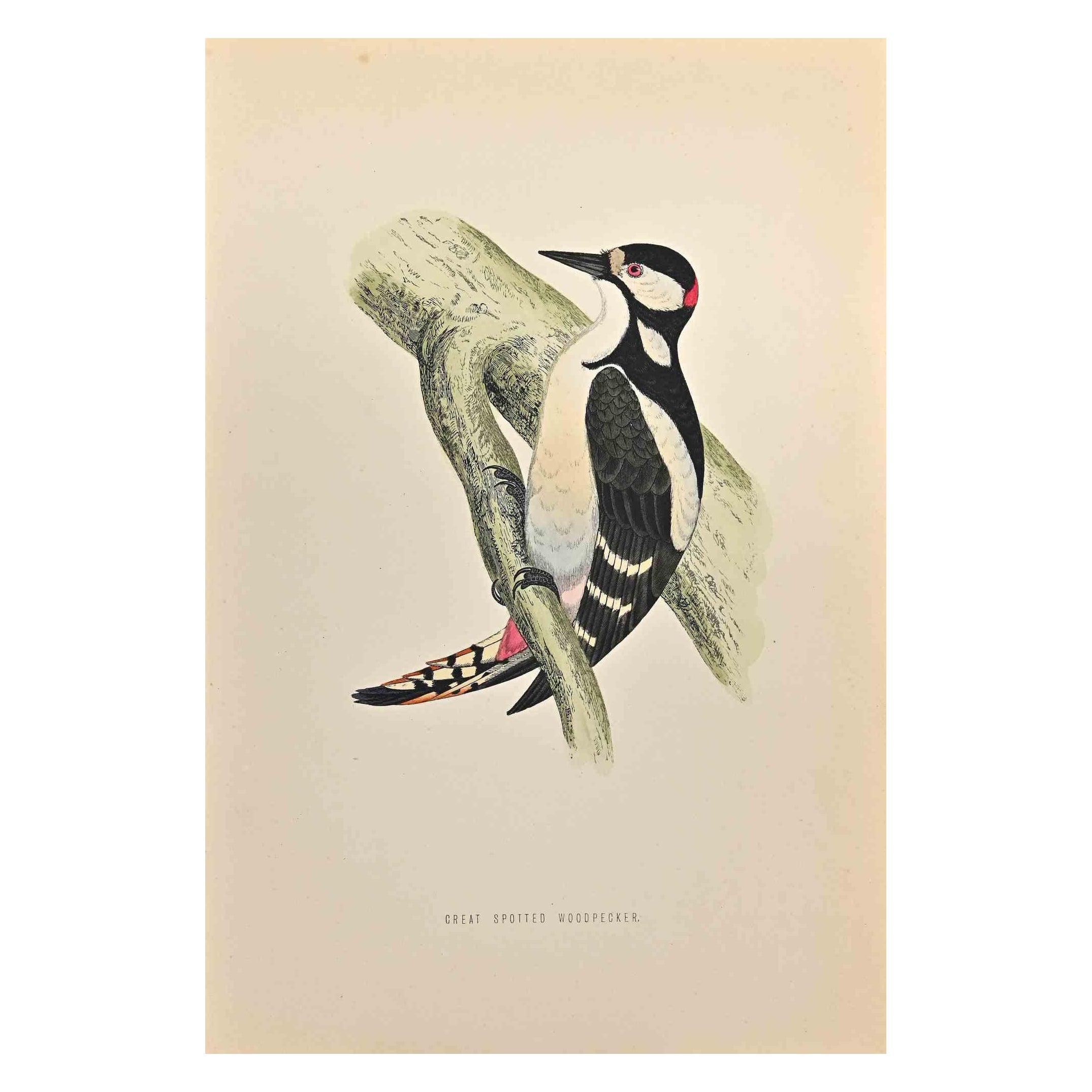 Picchio rosso maggiore - Stampa xilografica di Alexander Francis Lydon  - 1870