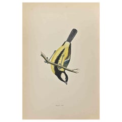 Great Tit - Woodcut Print by Alexander Francis Lydon  - 1870