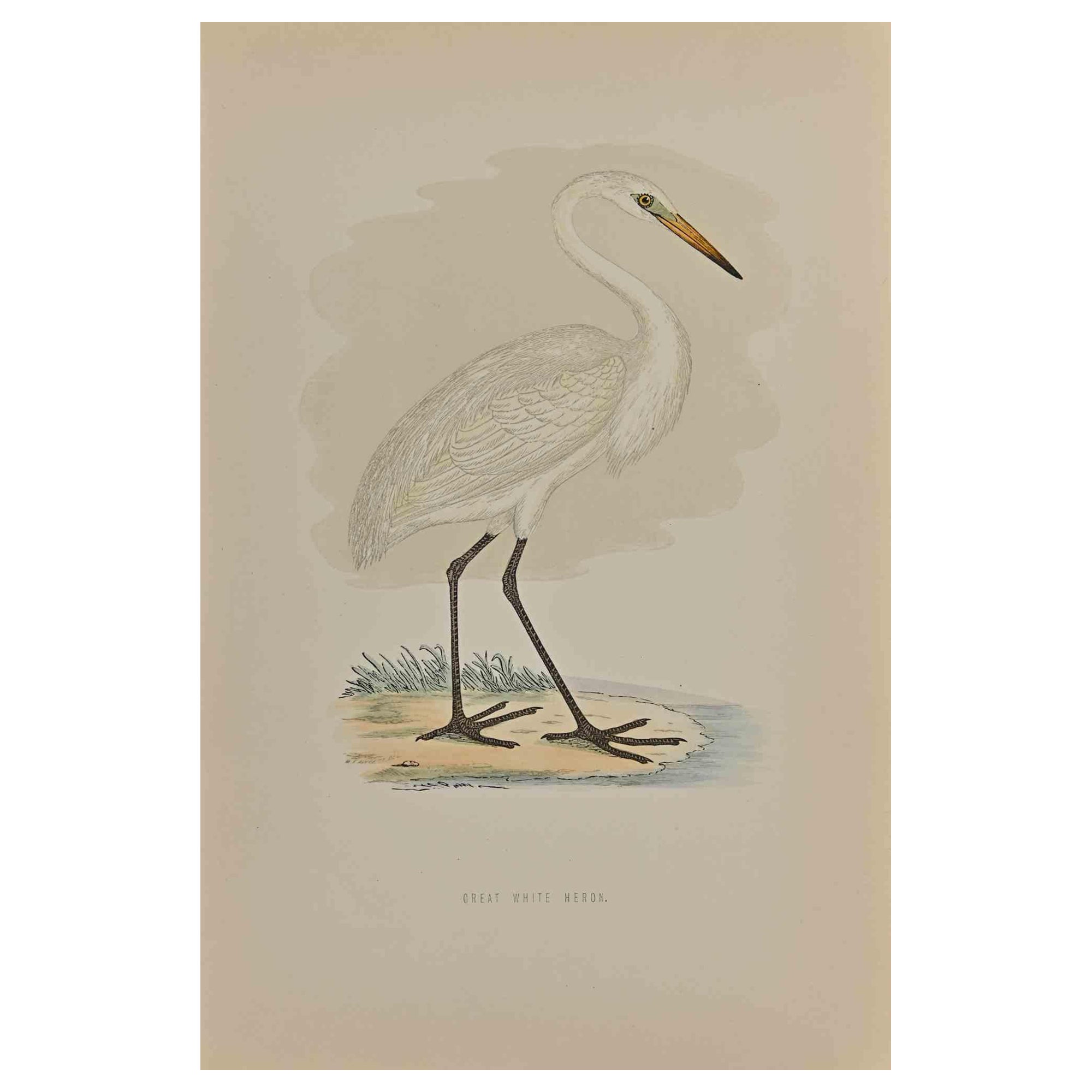Grand héron blanc - Impression sur bois originale - 1870