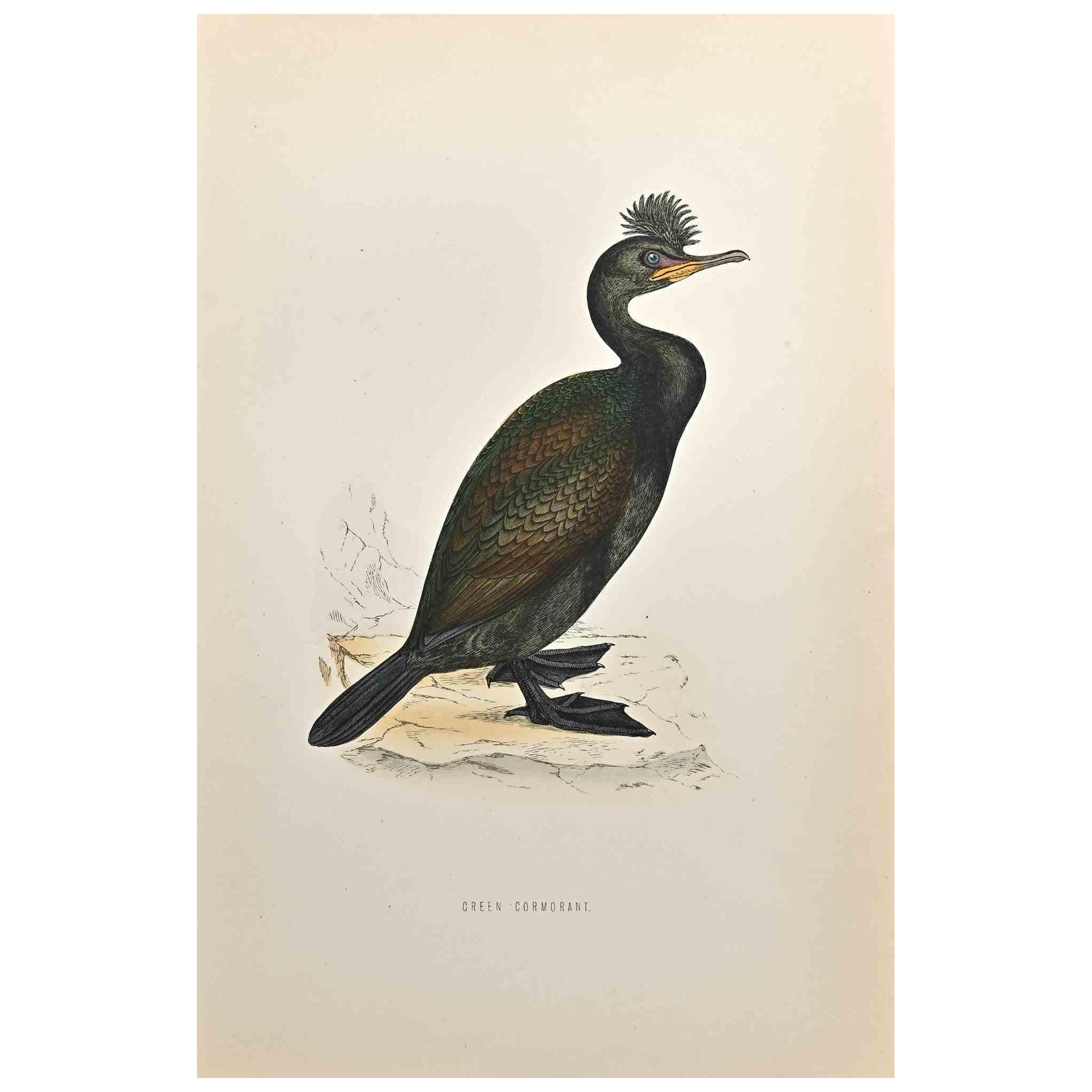 Cormoran vert, gravure sur bois d'Alexander Francis Lydon  - 1870