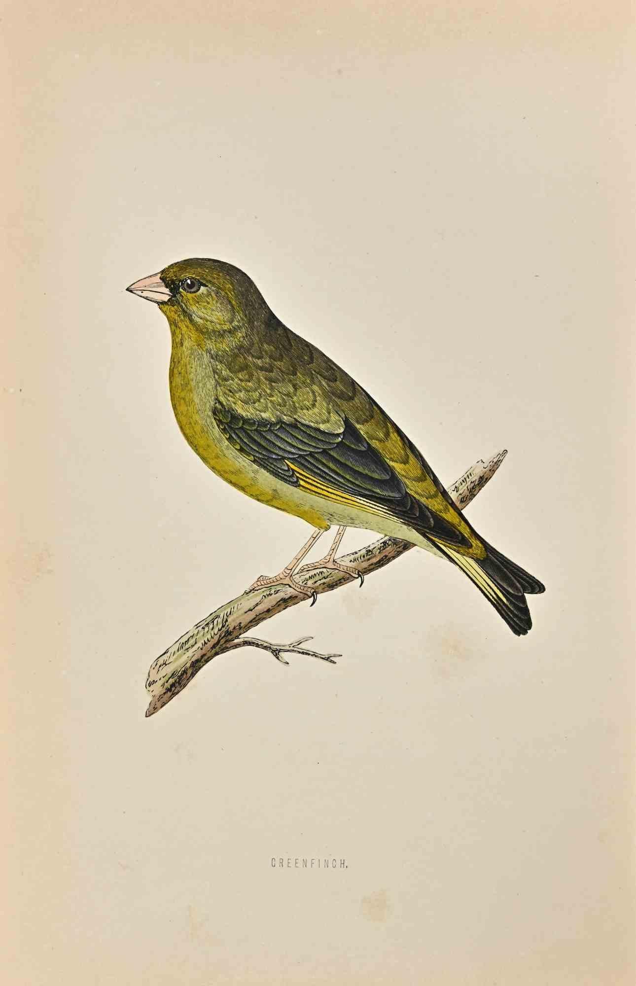 Greenfinch is  a modern artwork realized in 1870 by the British artist Alexander Francis Lydon (1836-1917) . 

Woodcut print, hand colored, published by London, Bell & Sons, 1870.  Name of the bird printed in plate. This work is part of a print