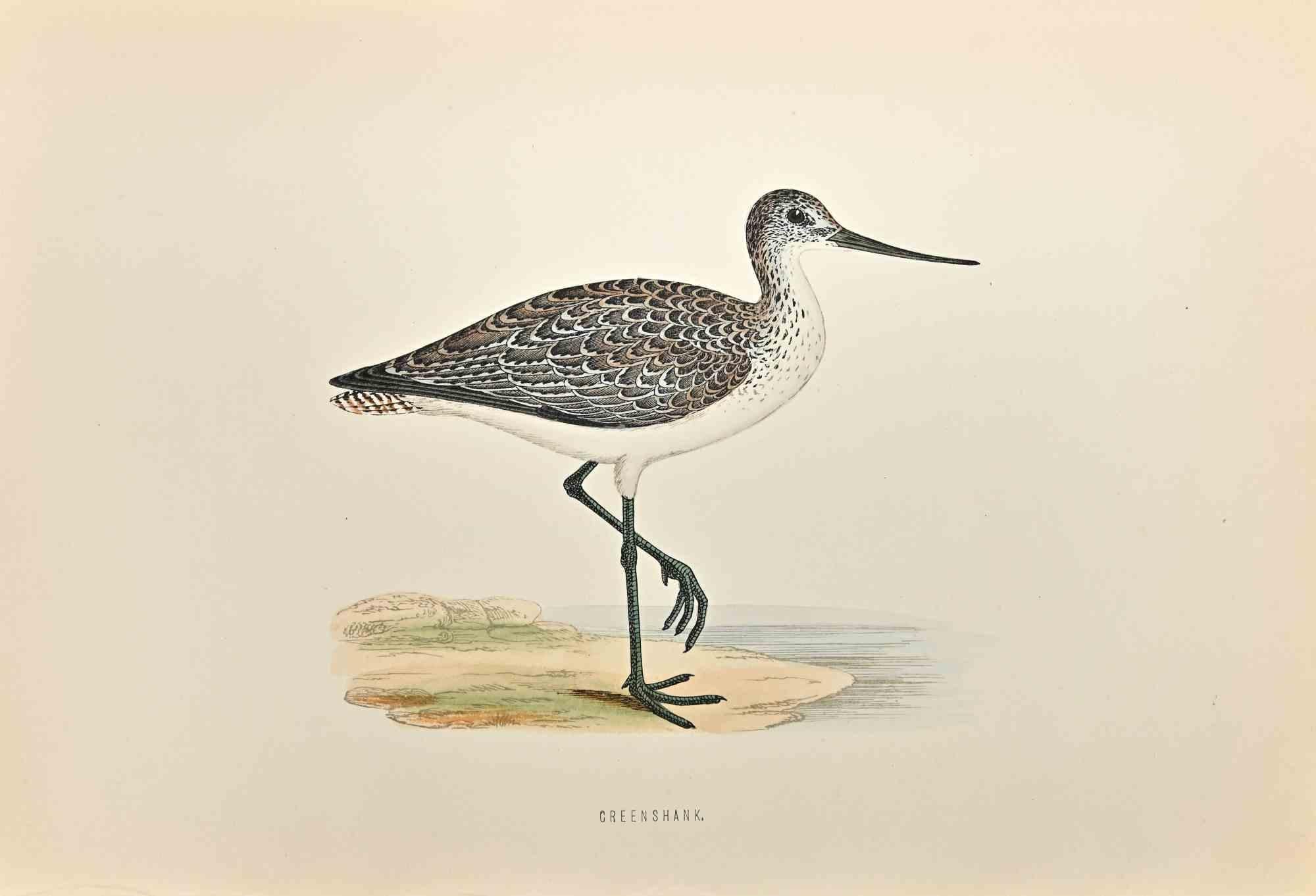 Greenshank is a modern artwork realized in 1870 by the British artist Alexander Francis Lydon (1836-1917) . 

Woodcut print, hand colored, published by London, Bell & Sons, 1870.  Name of the bird printed in plate. This work is part of a print suite
