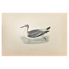 Falarope grigia - Stampa xilografica di Alexander Francis Lydon  - 1870
