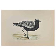 Chorlito gris - Grabado xilográfico de Alexander Francis Lydon  - 1870