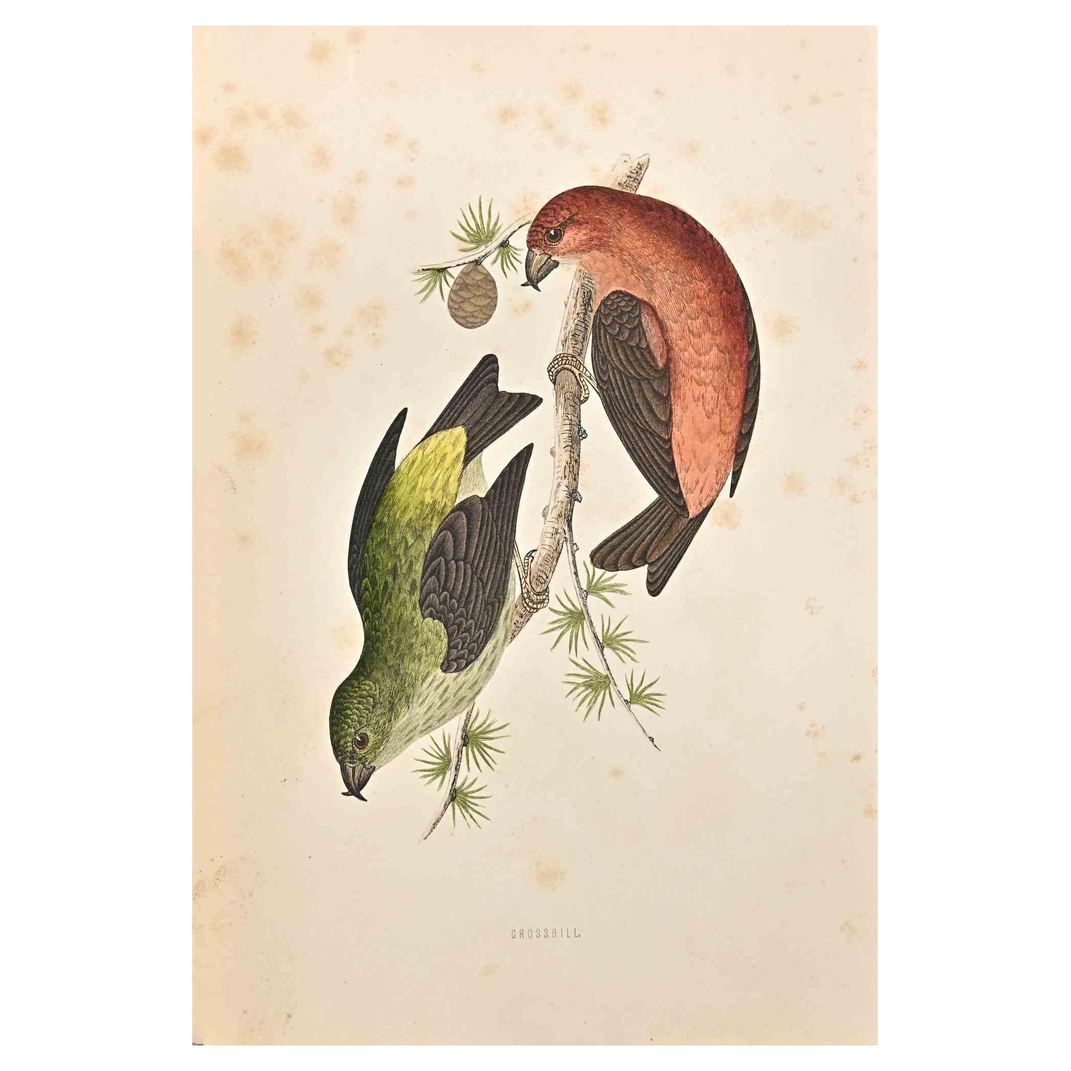 Grossbill  es una obra de arte moderno realizada en 1870 por el artista británico Alexander Francis Lydon (1836-1917) . 

Grabado xilográfico, coloreado a mano, publicado por Londres, Bell & Sons, 1870.  Nombre del ave impreso en placa. Esta obra
