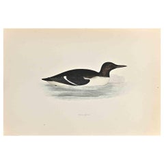 Guillemot - Holzschnittdruck von Alexander Francis Lydon  - 1870