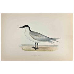 Charrán pico de gaviota - Grabado xilográfico de Alexander Francis Lydon  - 1870