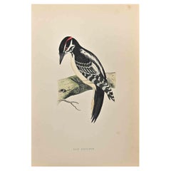 Picchio rosso - Stampa xilografica di Alexander Francis Lydon  - 1870