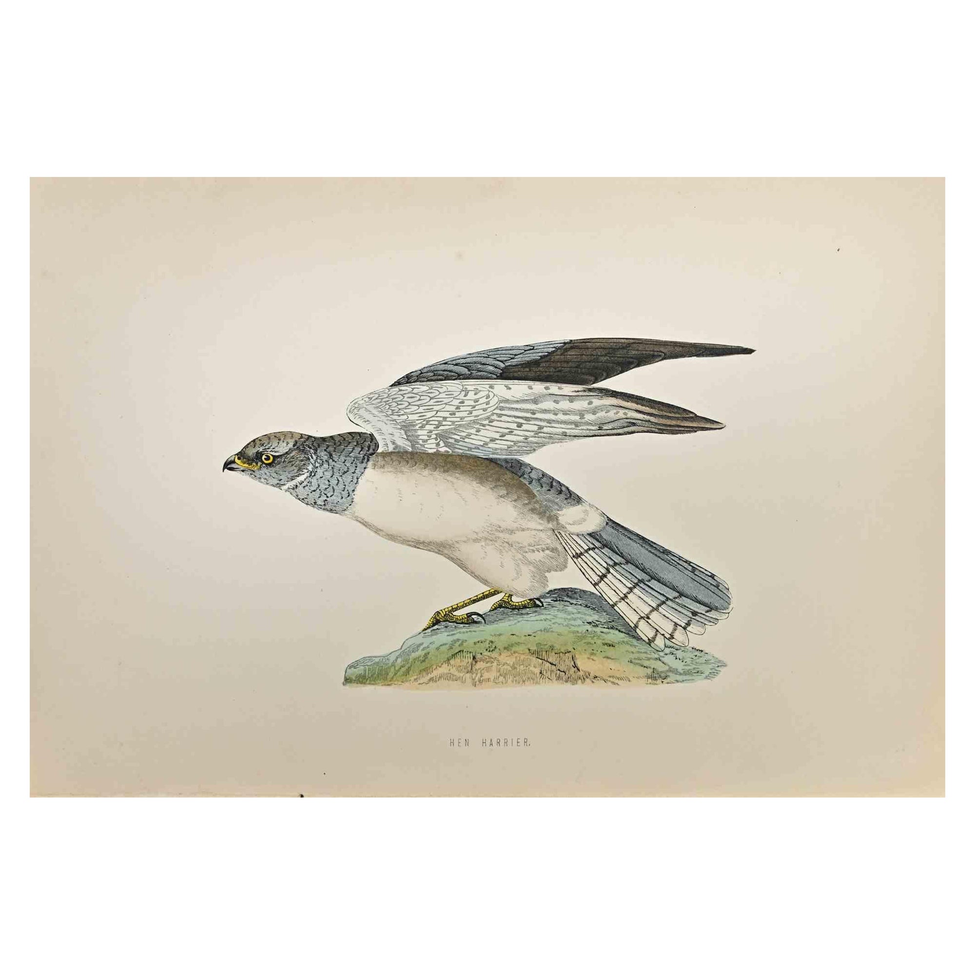Hen Harrier - Holzschnittdruck von Alexander Francis Lydon  - 1870