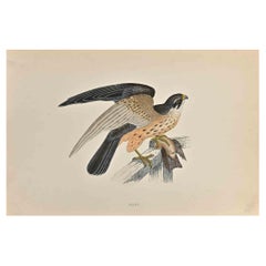 Hobby - Woodcut Print by Alexander Francis Lydon  - 1870
