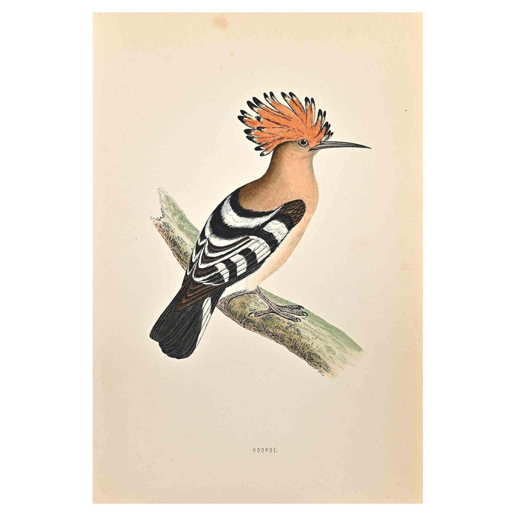 Der Wiedehopf ist ein modernes Kunstwerk, das 1870 von dem britischen Künstler Alexander Francis Lydon (1836-1917) geschaffen wurde.

Holzschnitt auf elfenbeinfarbenem Papier.

Handkoloriert, herausgegeben von London, Bell & Sons, 1870.  

Der Name