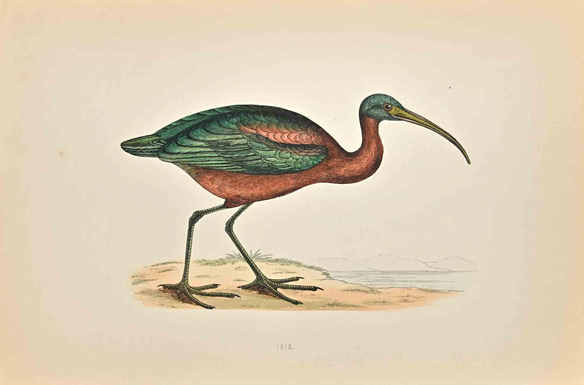Ibis is a modern artwork realized in 1870 by the British artist Alexander Francis Lydon (1836-1917).

Woodcut print on ivory-colored paper.

Hand-colored, published by London, Bell & Sons, 1870.  

The name of the bird is printed on the plate. This