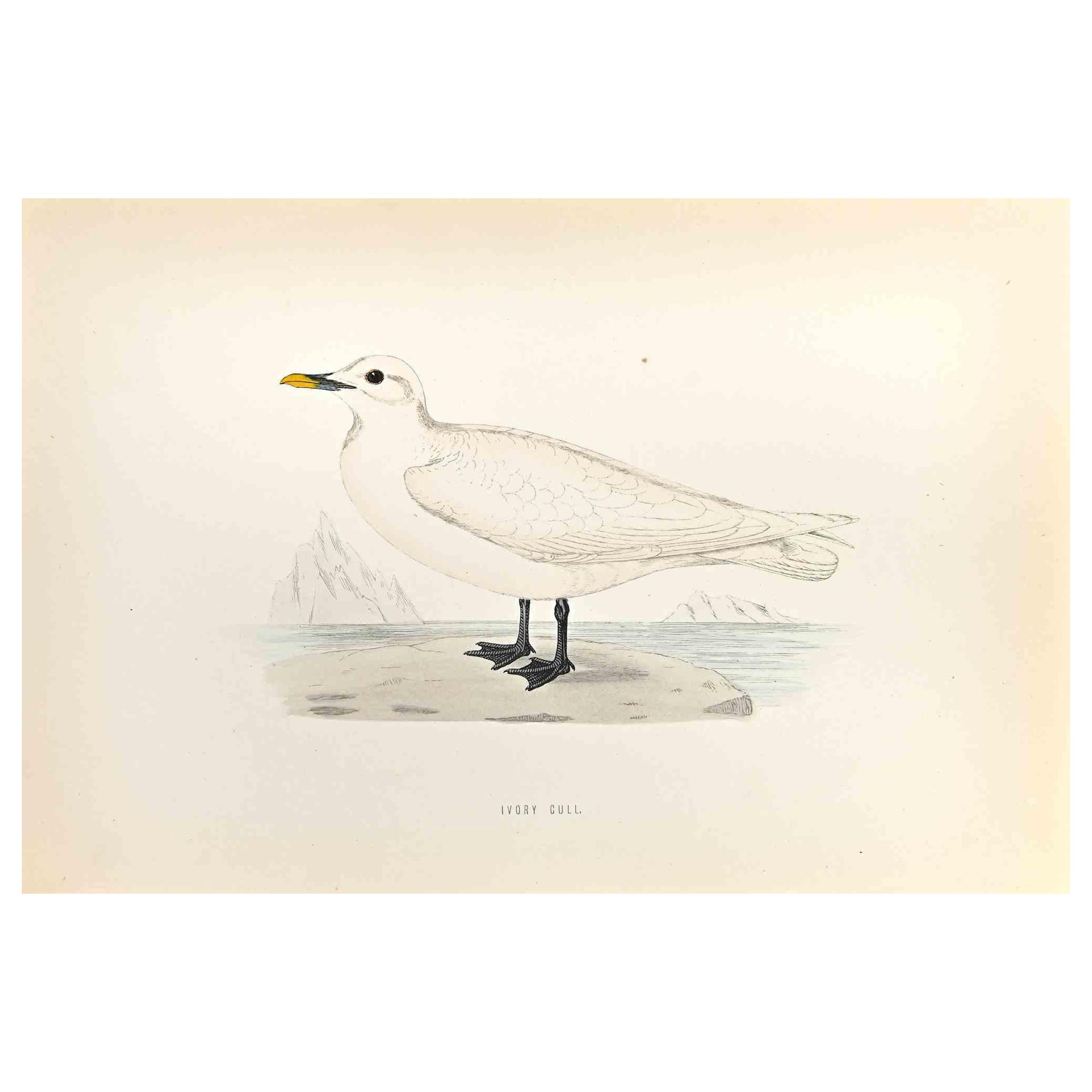 Gaviota marfil - Grabado xilográfico de Alexander Francis Lydon  - 1870