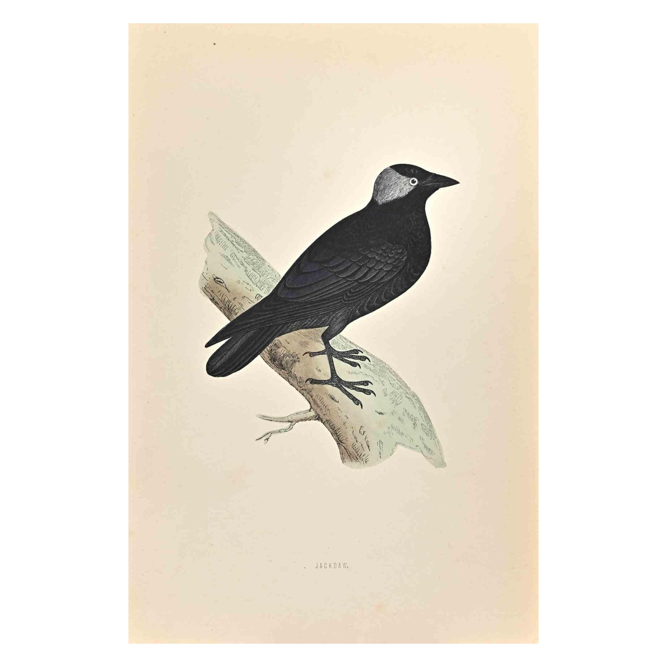 Jackdaw - Woodcut Print by Alexander Francis Lydon  - 1870