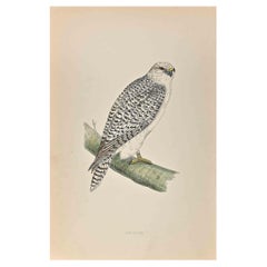 Jer-Falcon – Holzschnitt von Alexander Francis Lydon  - 1870