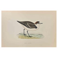 Dotterel de Kentish - Grabado xilográfico de Alexander Francis Lydon  - 1870
