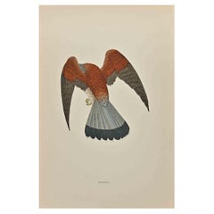 Kestrel - Impression sur bois d'Alexander Francis Lydon  - 1870