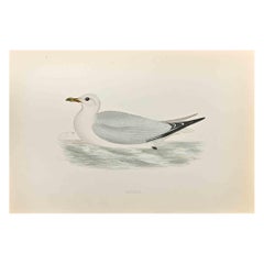 Kittiwake - Stampa xilografica di Alexander Francis Lydon  - 1870