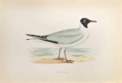 Laughing Gull - Woodcut Print by Alexander Francis Lydon  - 1870