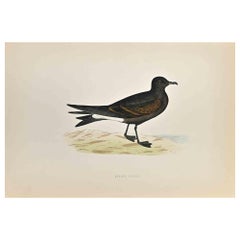 Petrello di Leach - Stampa xilografica di Alexander Francis Lydon  - 1870
