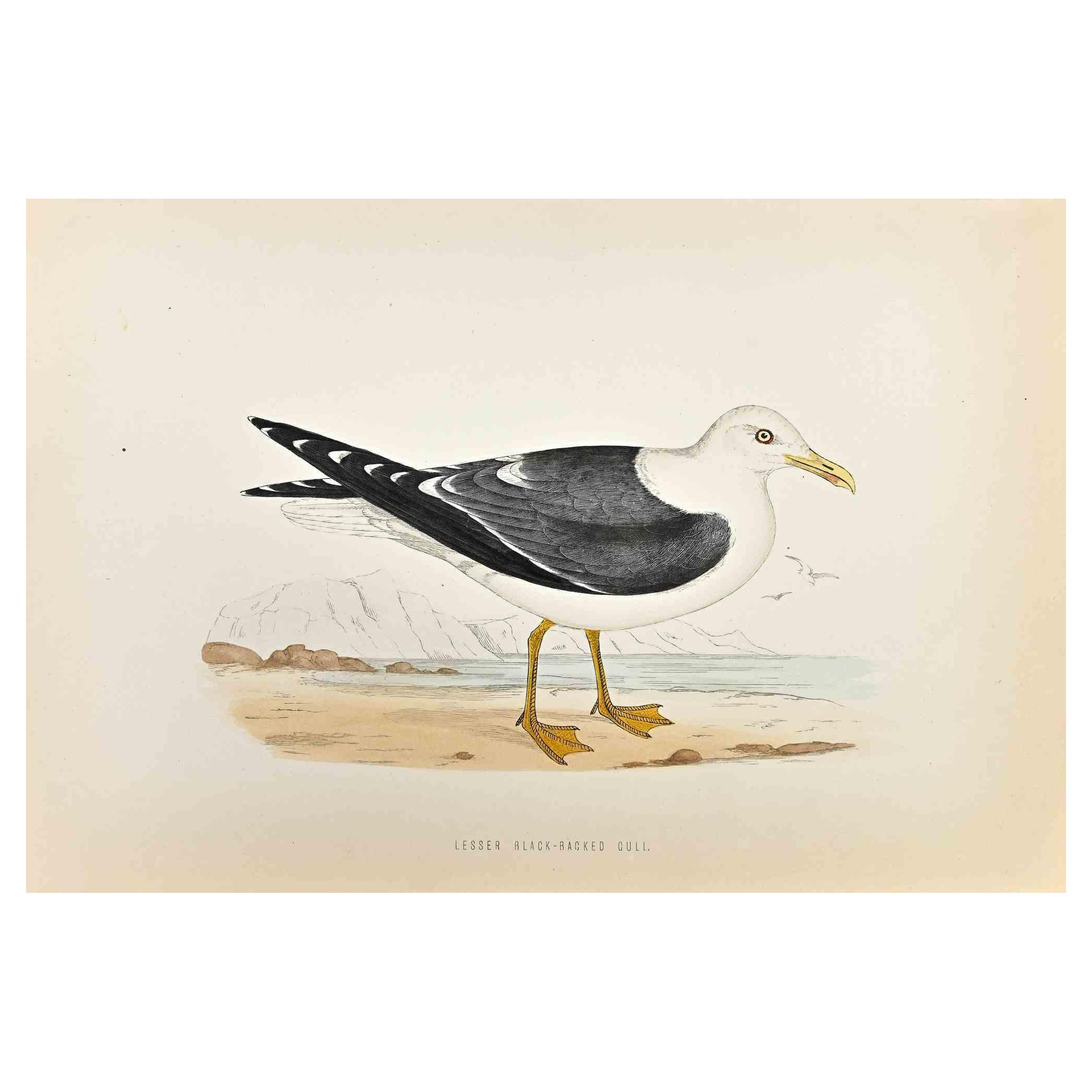 Gaviota cabecinegra - Grabado xilográfico de Alexander Francis Lydon  - 1870