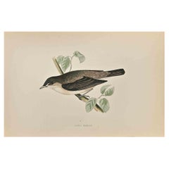 Warbler de jardin plus petit - Impression sur bois d'Alexander Francis Lydon  - 1870