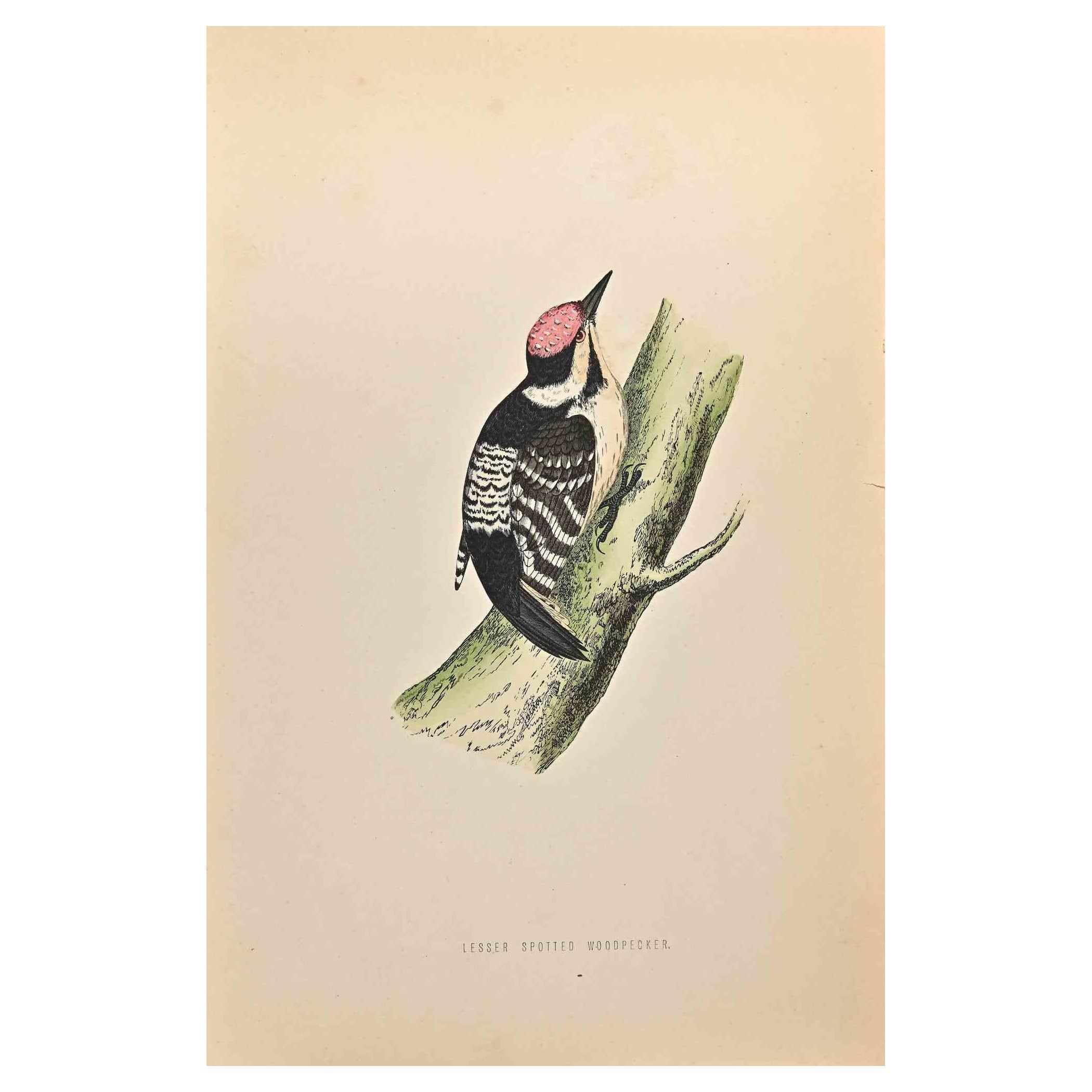 Il picchio rosso minore è un'opera d'arte moderna realizzata nel 1870 dall'artista britannico Alexander Francis Lydon (1836-1917). 

Stampa xilografica, colorata a mano, pubblicata da London, Bell & Sons, 1870.  Nome dell'uccello stampato sulla