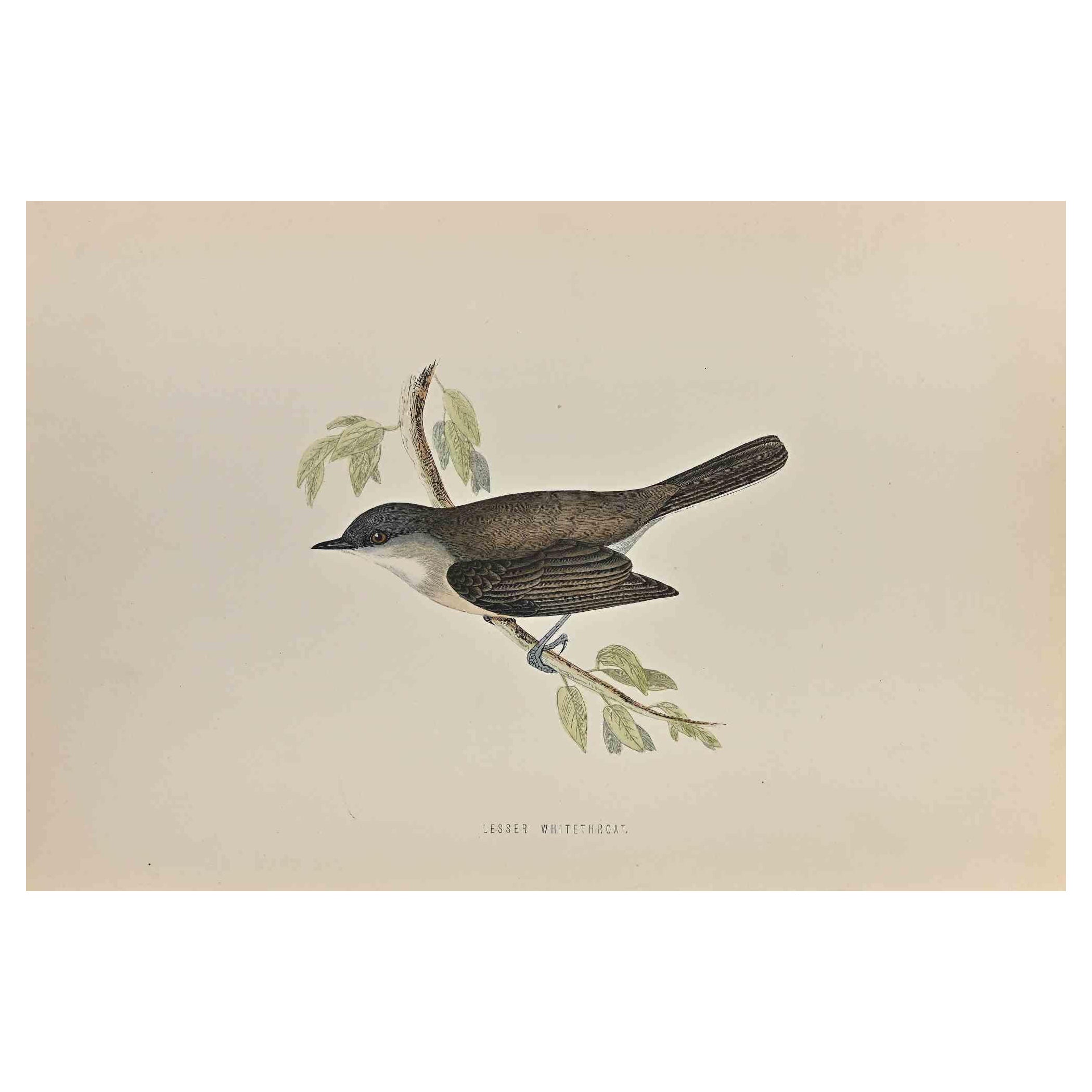 Lesser Whitethroat - Impression sur bois d'Alexander Francis Lydon  - 1870