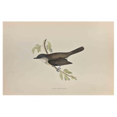 Lesser Whitethroat - Impression sur bois d'Alexander Francis Lydon  - 1870