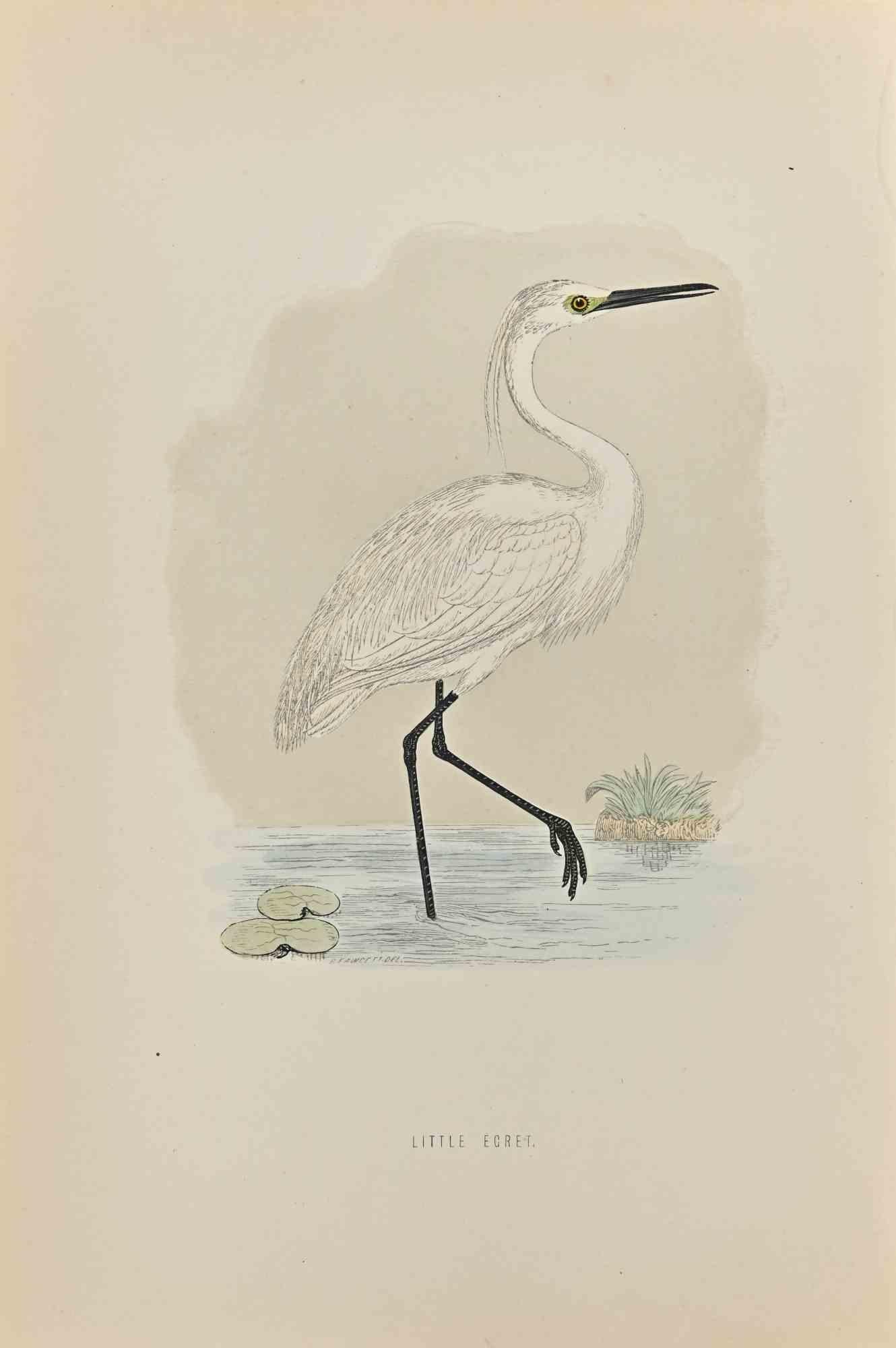 Kleiner Egret – Holzschnittdruck von Alexander Francis Lydon  - 1870