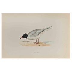 Petit coquillage - Impression sur bois d'Alexander Francis Lydon  - 1870