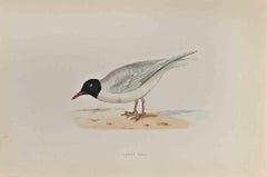 Little Gull - Woodcut Print by Alexander Francis Lydon  - 1870
