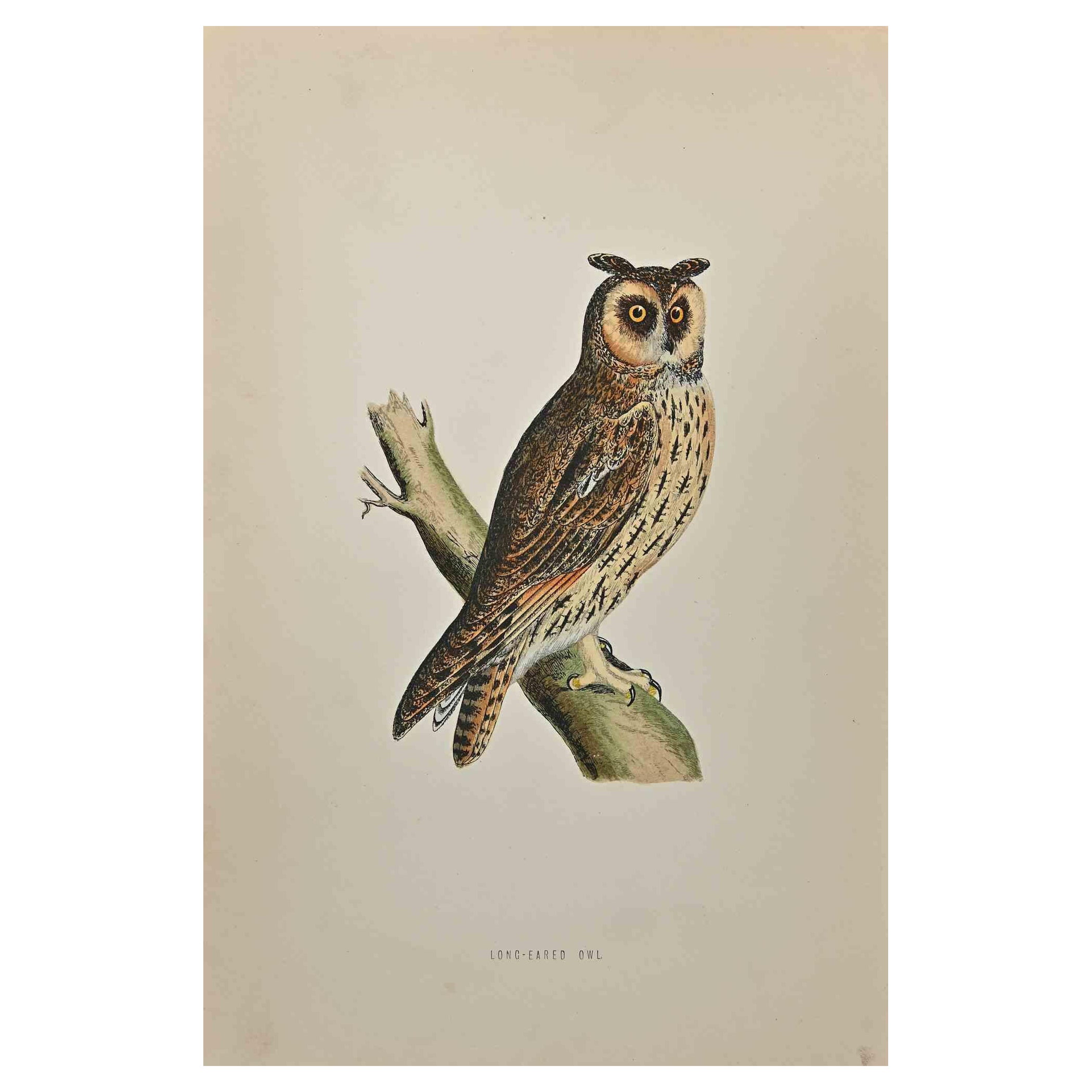 Hibou à longues ailes - Impression sur bois d'Alexander Francis Lydon  - 1870