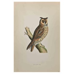 Long-Eared Owl - Woodcut Print by Alexander Francis Lydon  - 1870