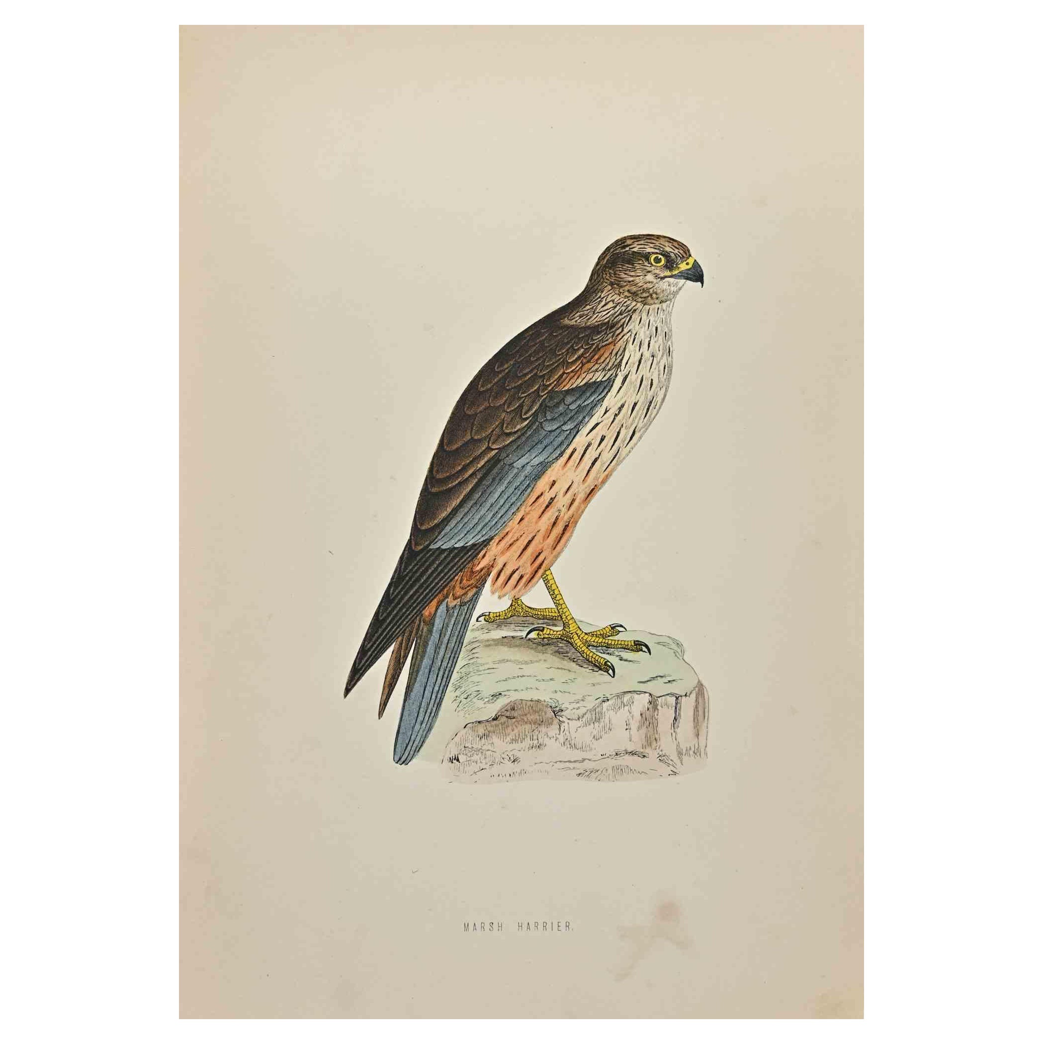 Aguilucho lagunero - Grabado xilográfico de Alexander Francis Lydon  - 1870