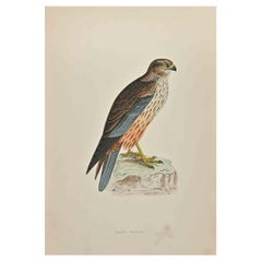 Aguilucho lagunero - Grabado xilográfico de Alexander Francis Lydon  - 1870